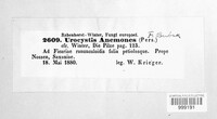 Urocystis anemones image